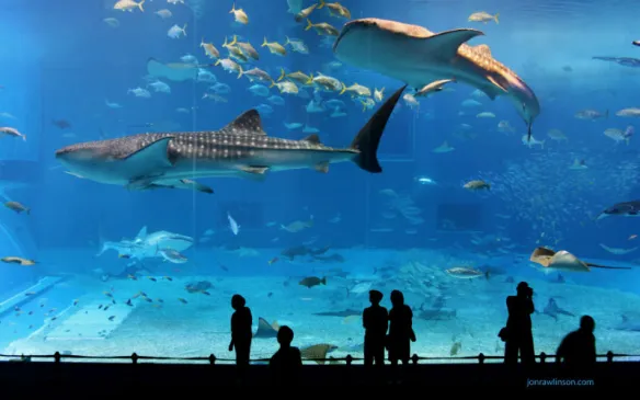 Aquarium tropical